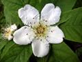 medlar 